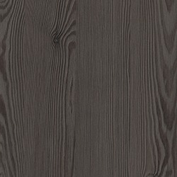 Anthracite Mountain Larch
